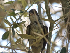 Myiarchus swainsoni