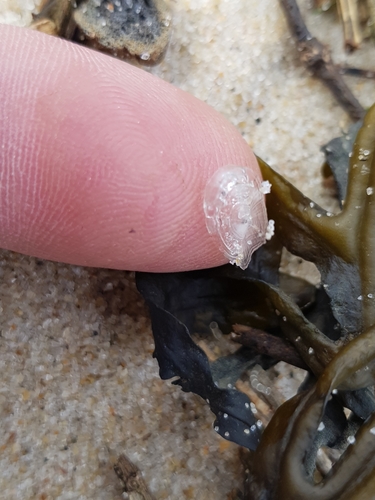 photo of By-the-wind Sailor (Velella velella)