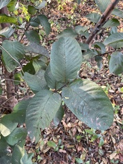 Psidium guajava