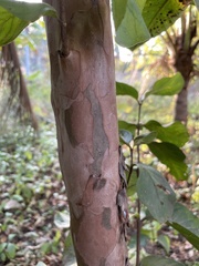 Psidium guajava