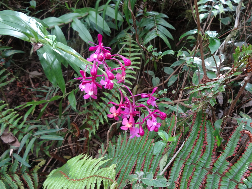 Epidendrum arnoldii