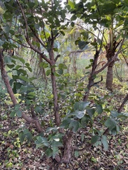 Psidium guajava