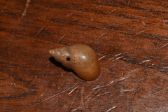 Phasianella