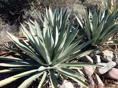 Agave murpheyi