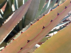 Agave murpheyi