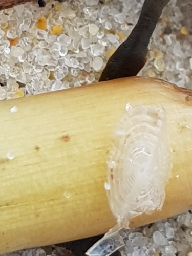 photo of By-the-wind Sailor (Velella velella)