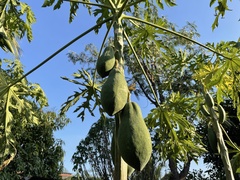 Carica papaya