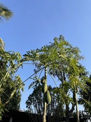 Carica papaya