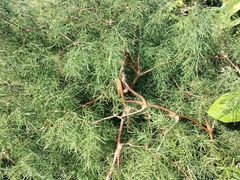 Asparagus buchananii