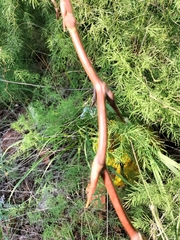 Asparagus buchananii