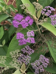 Callicarpa
