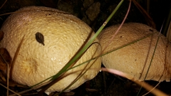 Austroboletus niveus