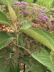 Callicarpa
