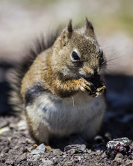 Tamiasciurus hudsonicus regalis