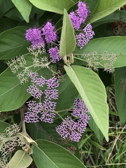 Callicarpa