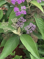 Callicarpa