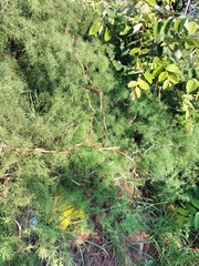 Asparagus buchananii