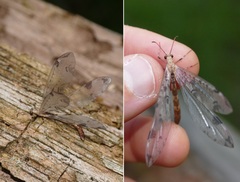 Dendroleon pantherinus