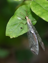 Dendroleon pantherinus