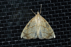 Evergestis pallidata