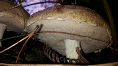 Austroboletus niveus