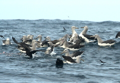 Oceanites oceanicus