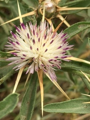 Centaurea iberica