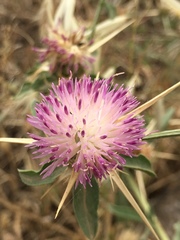 Centaurea iberica