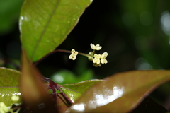 Notelaea ovata