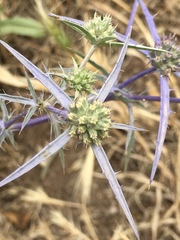 Eryngium creticum
