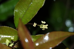 Notelaea ovata