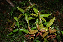 Notelaea ovata