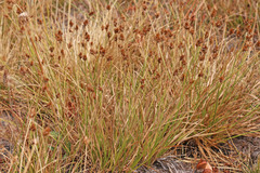 Carex leporinella