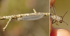 Myrmeleon inconspicuus