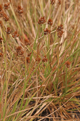Carex leporinella