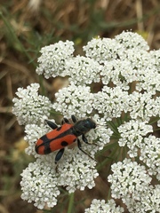 Trichodes syriacus