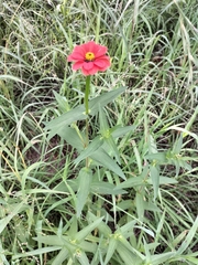 Zinnia peruviana