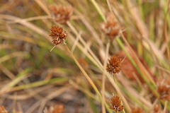 Carex leporinella