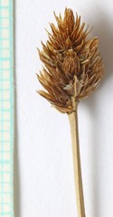Carex leporinella