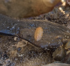 Chitonoidea