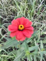 Zinnia peruviana