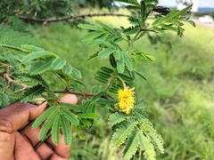 Dichrostachys cinerea