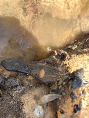 Chitonoidea