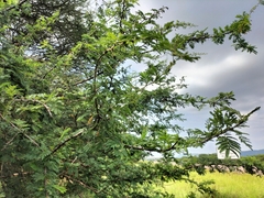 Dichrostachys cinerea