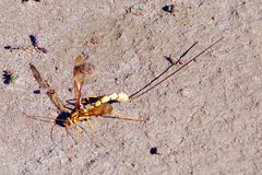 Megarhyssa macrurus icterosticta