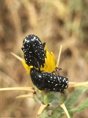 Oxythyrea noemi