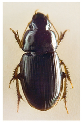 Harpalus