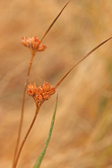 Juncus confusus