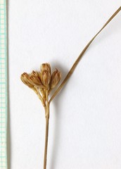 Juncus confusus