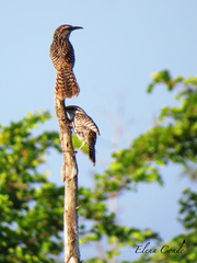 Campylorhynchus yucatanicus